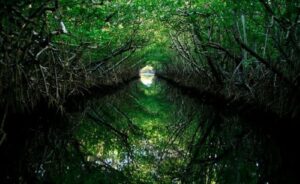 Study maps future hotspots of CO2 emissions due to mangrove loss