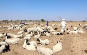 All encroachments in Banni grasslands to be removed in six months: India’s green court
