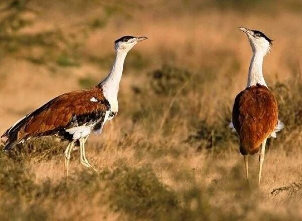 2 months after SC ruling, new bird diverters still missing in Great Indian Bustard habitats
