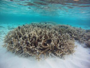 Between a rock and a hard place: Lakshadweep locals set to fight tourism plans
