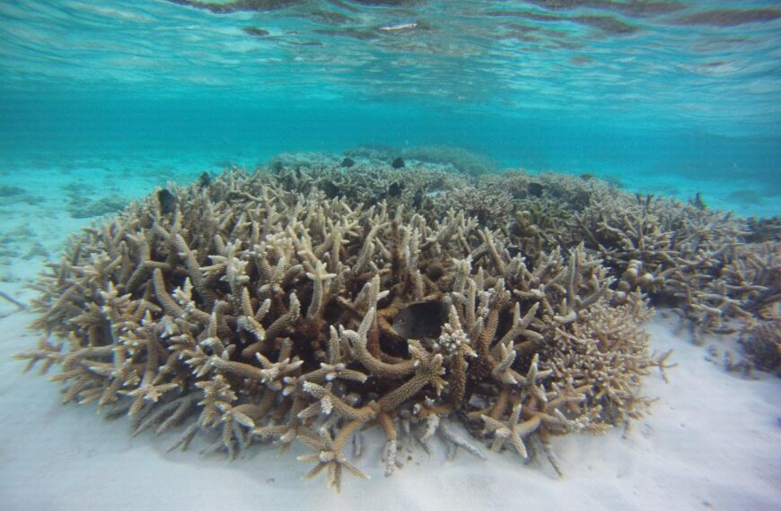 Between a rock and a hard place: Lakshadweep locals set to fight tourism plans