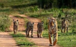 National wildlife board approves guidelines for ecotourism projects in forest areas