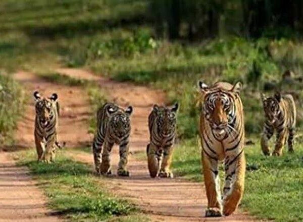 National wildlife board approves guidelines for ecotourism projects in forest areas