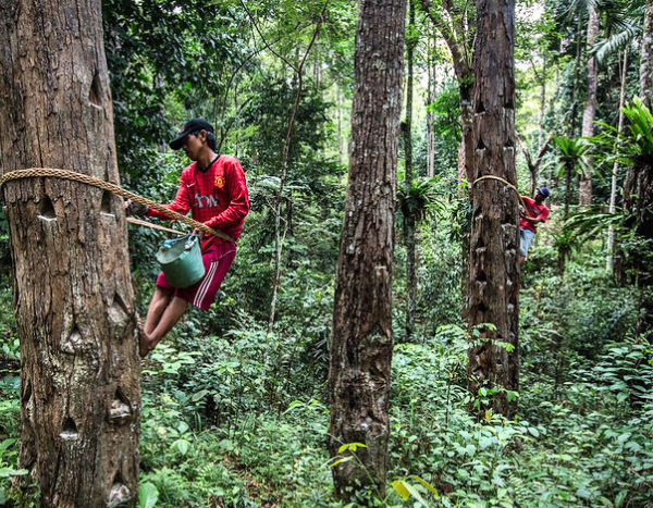 Empowered local forest governance supports forest restoration: Study 