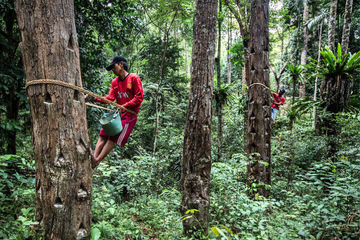 Empowered local forest governance supports forest restoration: Study 