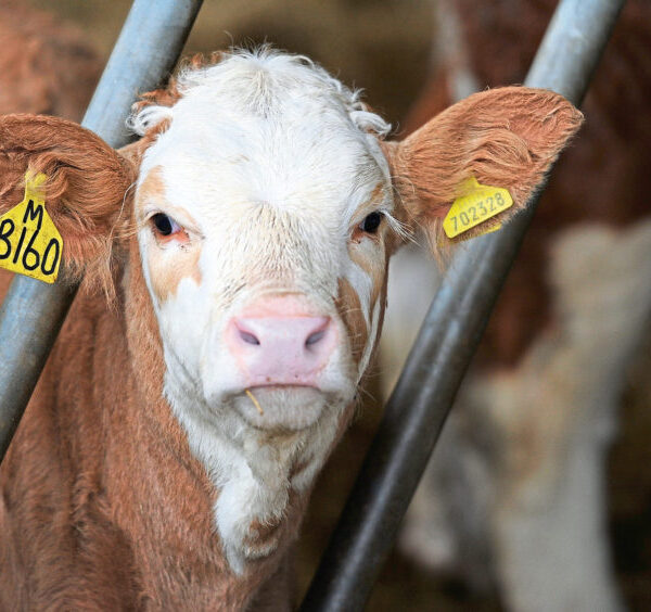 Washington Post: Countries significantly underreporting greenhouse gas emissions