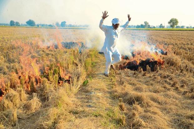Despite ban, and awareness campaigns, crop burning resumes in Punjab, Haryana and UP