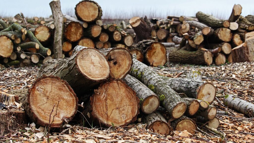 NGT Orders Report on Illegal Tree Felling in Delhi