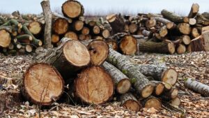 NGT Orders Report on Illegal Tree Felling in Delhi