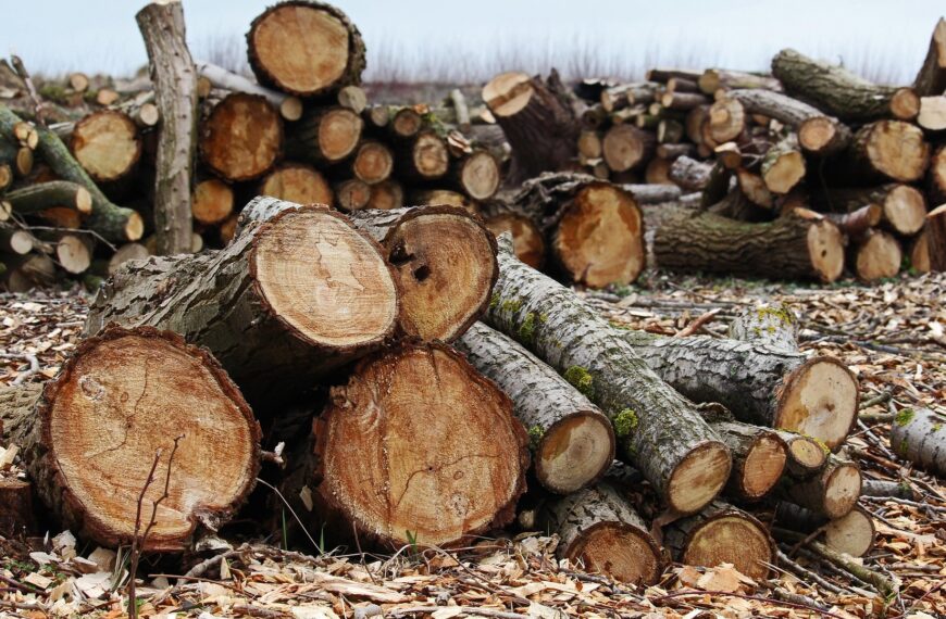 NGT Orders Report on Illegal Tree Felling in Delhi