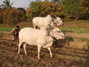 How small farmers can play big role in combating climate change
