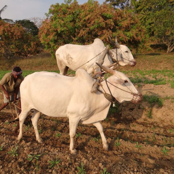 How small farmers can play big role in combating climate change