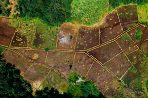 UN agrees to carbon market safeguards to tackle green land grabs