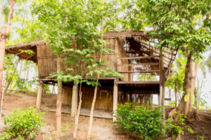 Tribal ministry seeks report from states over tribal complaints of ‘unlawful’ evictions from tiger reserves