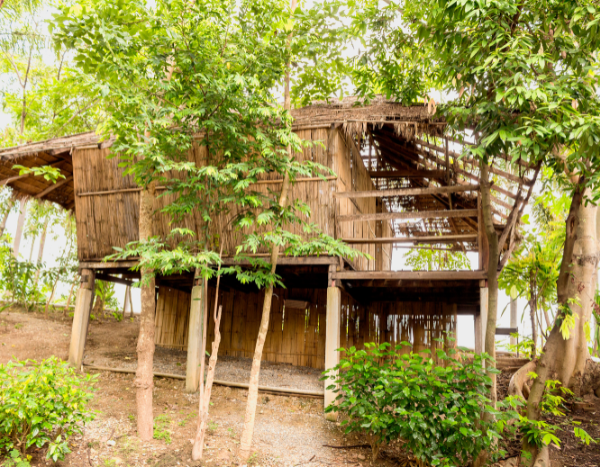 Tribal ministry seeks report from states over tribal complaints of ‘unlawful’ evictions from tiger reserves