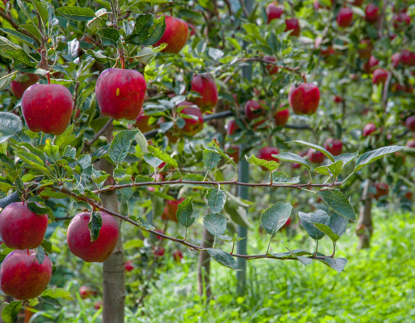 Increased warming changing horticultural production in Uttarakhand: Report