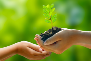 Hope for 1 lakh trees: Karnataka refuses to handover Sandur forest for mining 