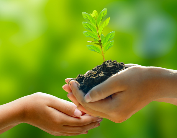 Hope for 1 lakh trees: Karnataka refuses to handover Sandur forest for mining 