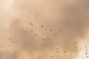 Byrnihat in Meghalaya, Begusarai in Bihar more polluted than Delhi