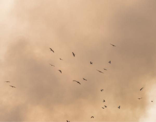 Byrnihat in Meghalaya, Begusarai in Bihar more polluted than Delhi