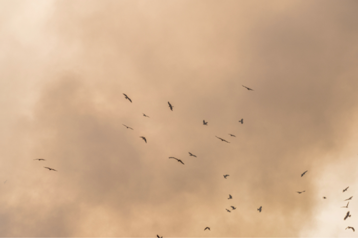 Byrnihat in Meghalaya, Begusarai in Bihar more polluted than Delhi