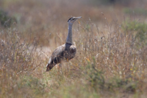 India’s top court lifts ban on RE projects in endangered Great Indian Bustard territory