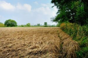 Monsoon withdrawing: 27% of India left dry, 4 million ha of crops damaged in Marathwada