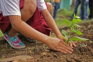 Phantom forests: Why ambitious tree planting projects are failing