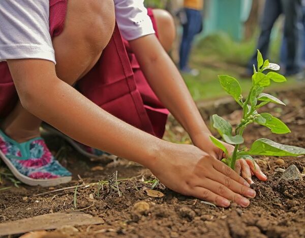 Phantom forests: Why ambitious tree planting projects are failing