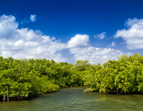 Destruction of mangrove forests can emit 50,000% more carbon by the end of century: Study