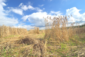India’s rice and wheat stocks take a plunge due to extreme weather