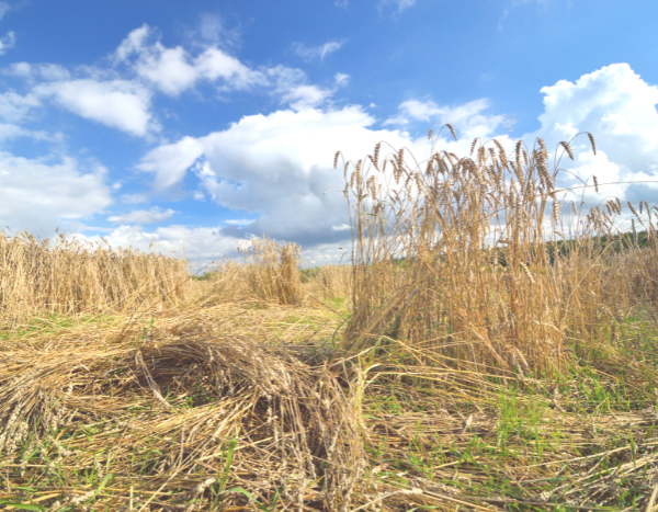 India’s rice and wheat stocks take a plunge due to extreme weather
