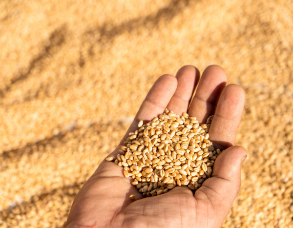 India may face warmer Feb, wheat crops are at risk, warn experts
