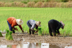 Researchers develop framework for effective climate adaptation