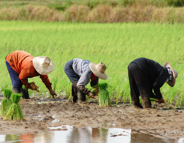 Researchers develop framework for effective climate adaptation