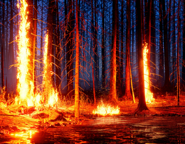 Supreme Court questions Centre, Uttarakhand over forest fires