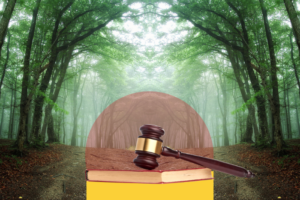 SC order to go by 1996 definition of forests a good move, but not ambitious enough: Experts