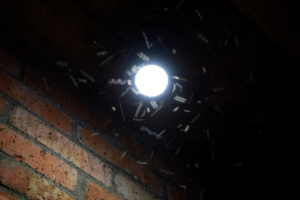 Insects lose ability to fly straight under artificial light: Study