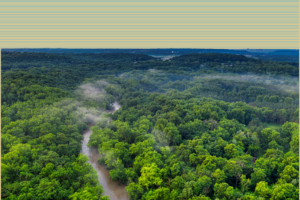 Tropical forest regeneration a significant carbon sink: Study