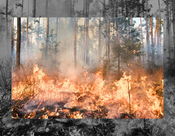 Not all forest fires are bad. Here’s why. 