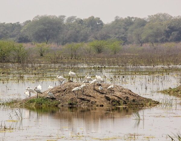 Wildlife Board considers relocation and infra project norms in wetlands, eco-sensitive zones