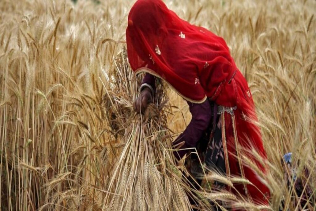 India bans wheat export after heatwave depletes yield