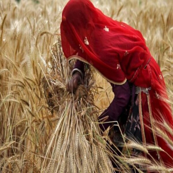 India bans wheat export after heatwave depletes yield