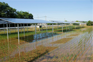 Can agrivoltaics solve India’s rising need for land resources?